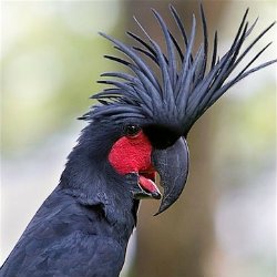 Blanck and Red cockatoo